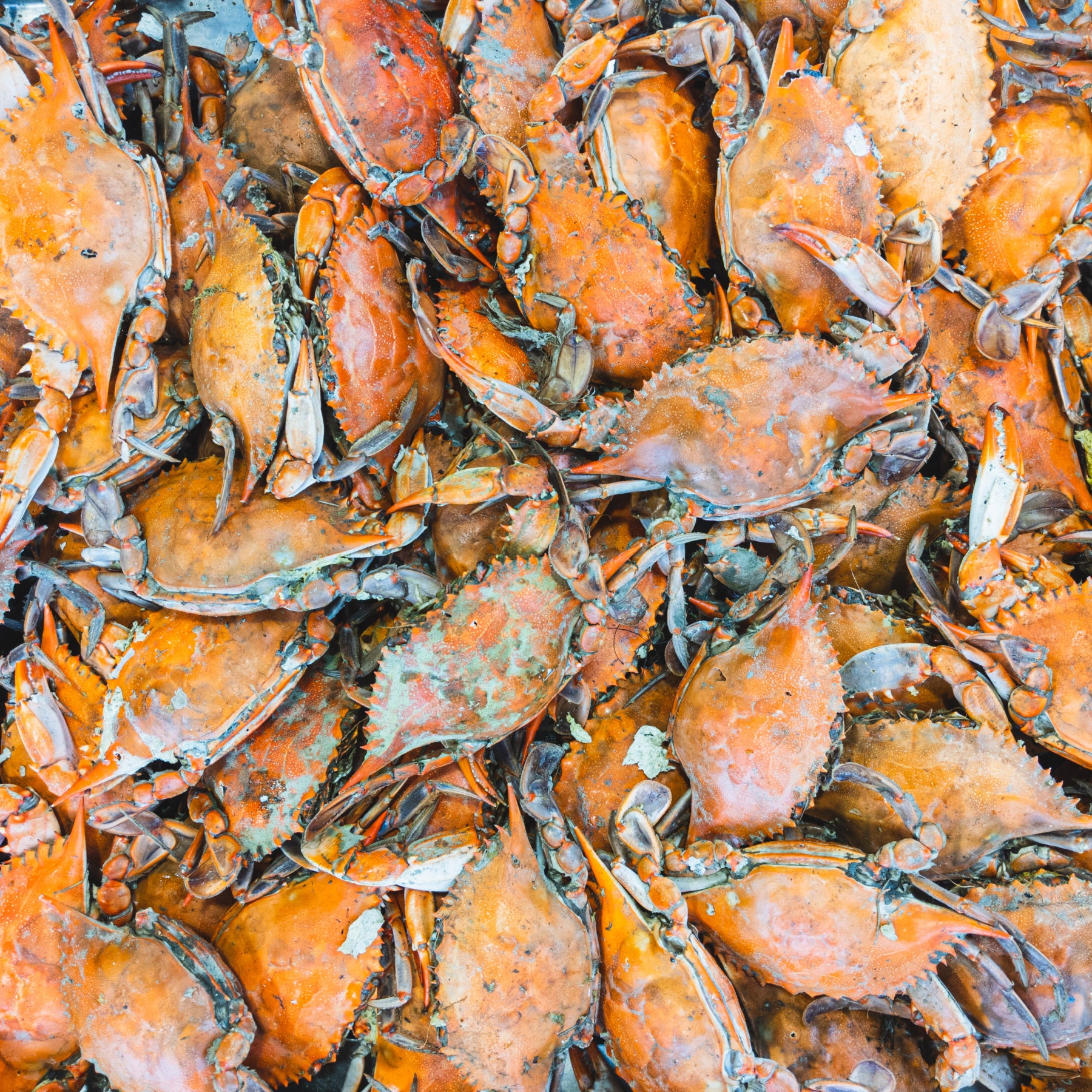 Standard Female Crabs