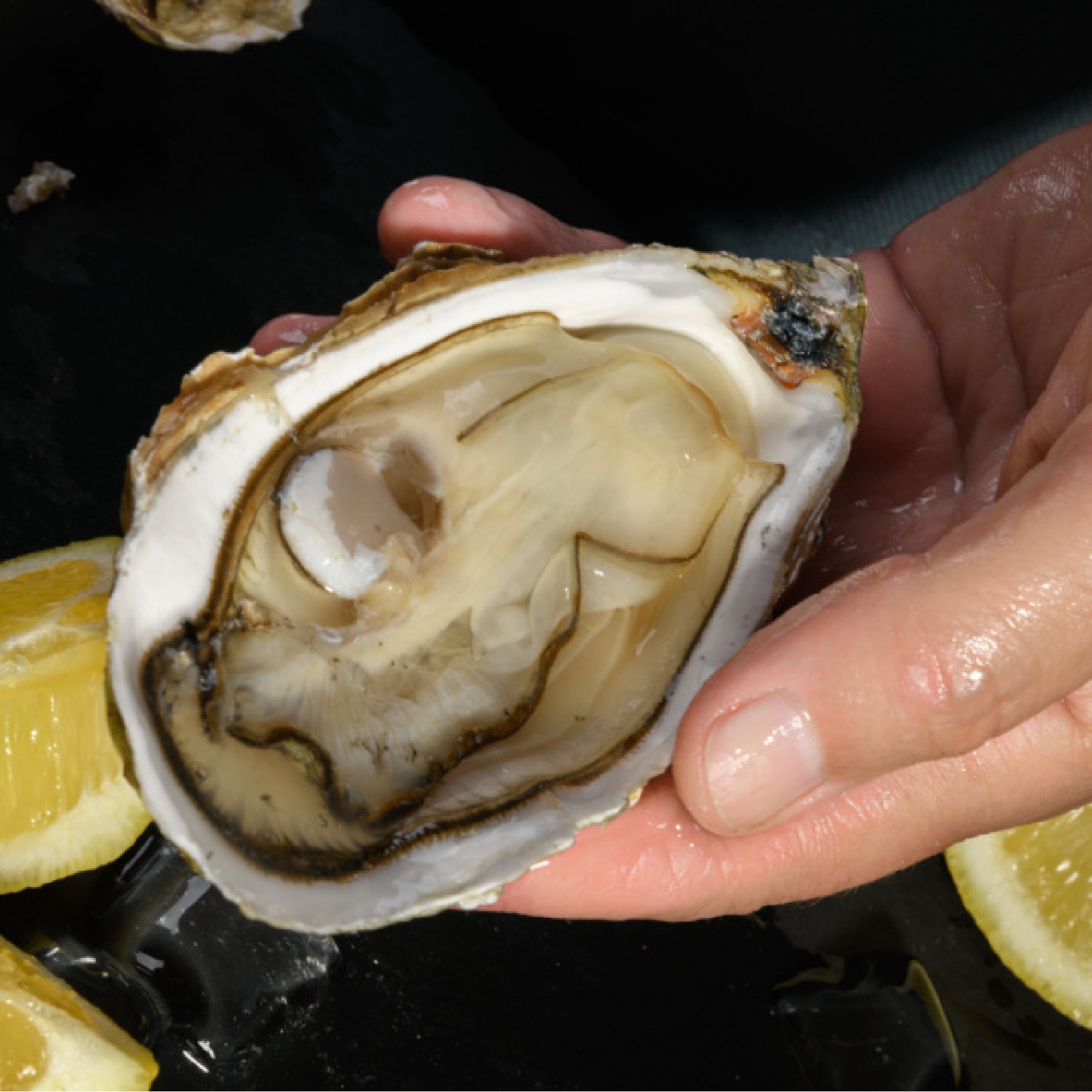 Chesapeake Bay Oysters, image size:1800x1800