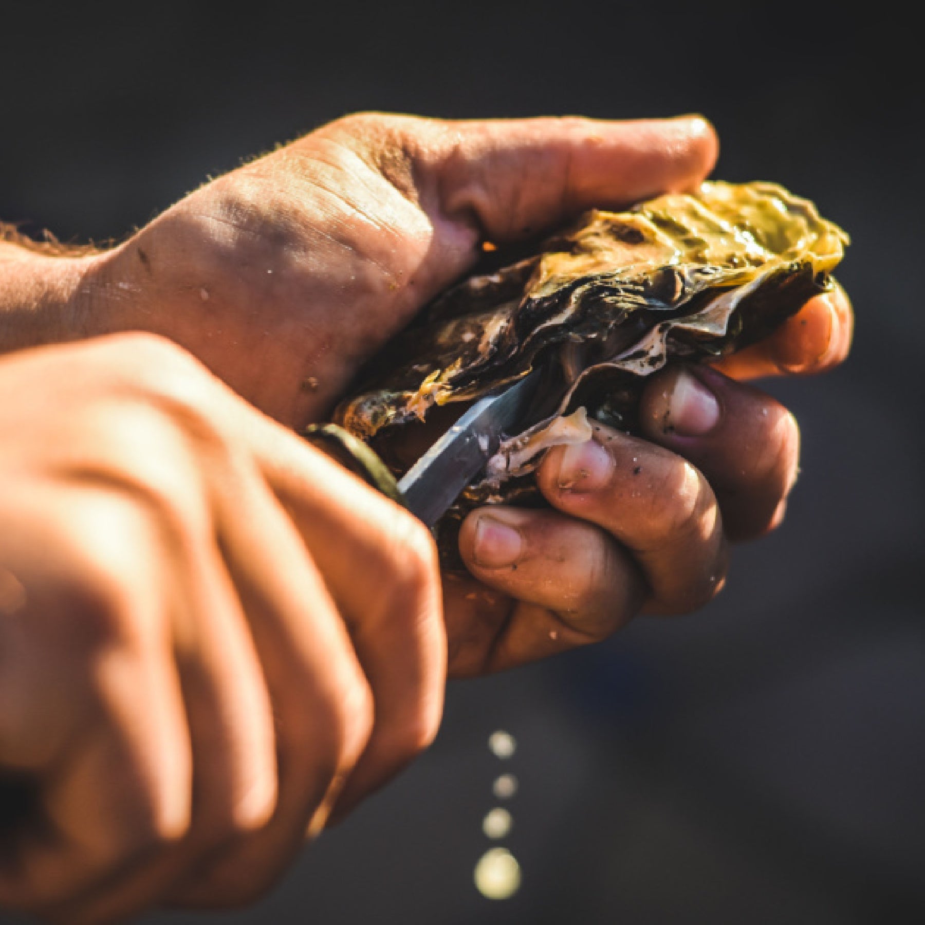 Oysters (In Shell)