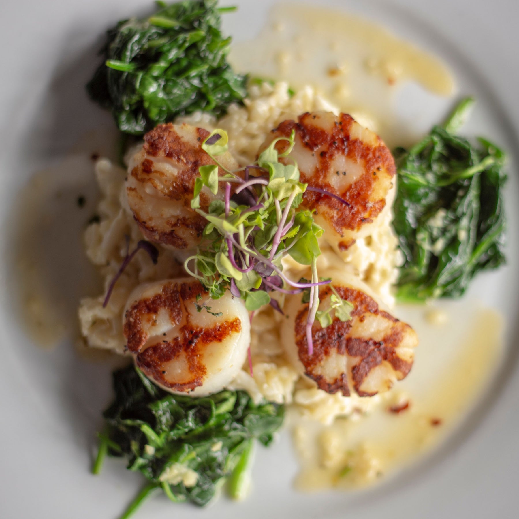 Sea Scallops