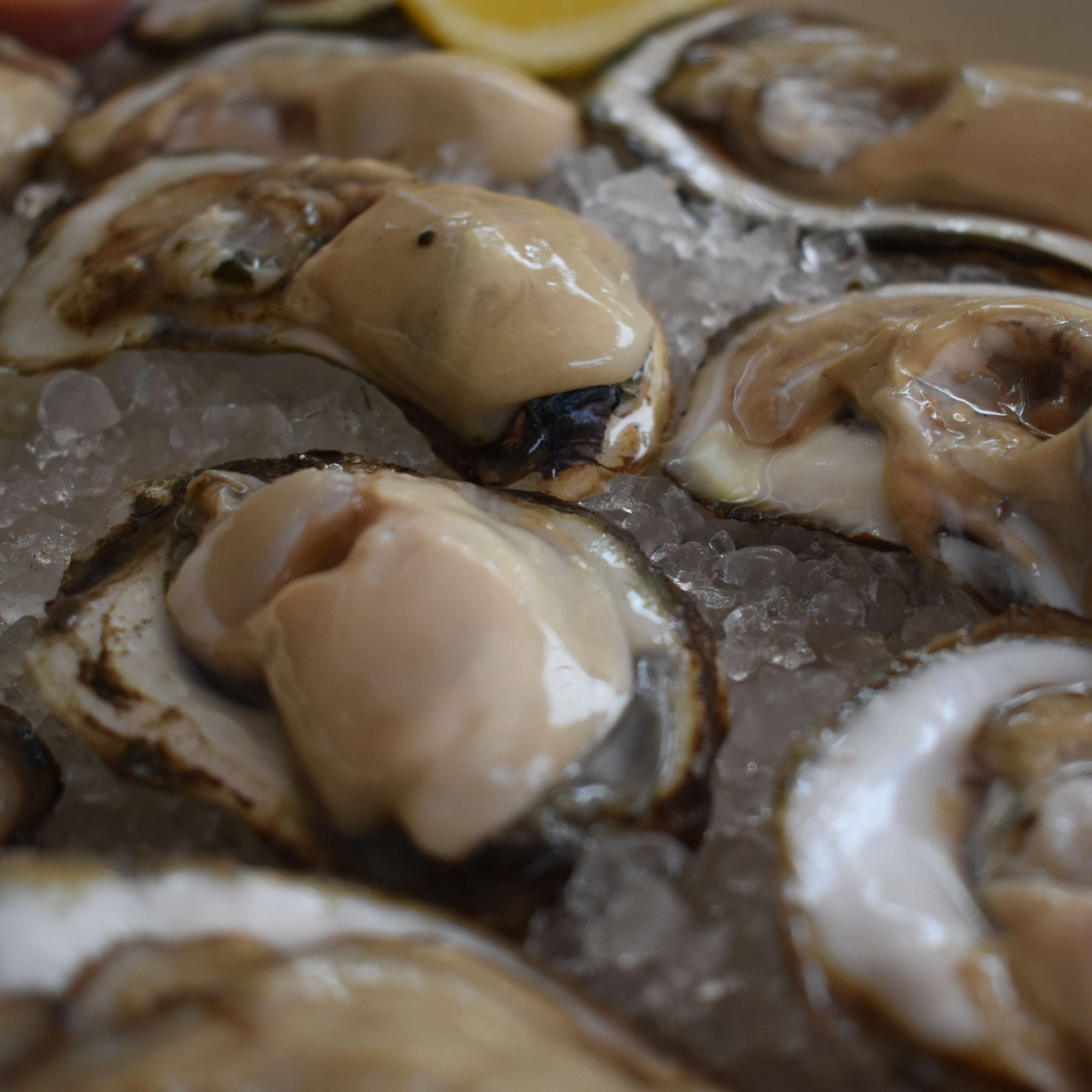 Chesapeake Bay Shucked Oysters