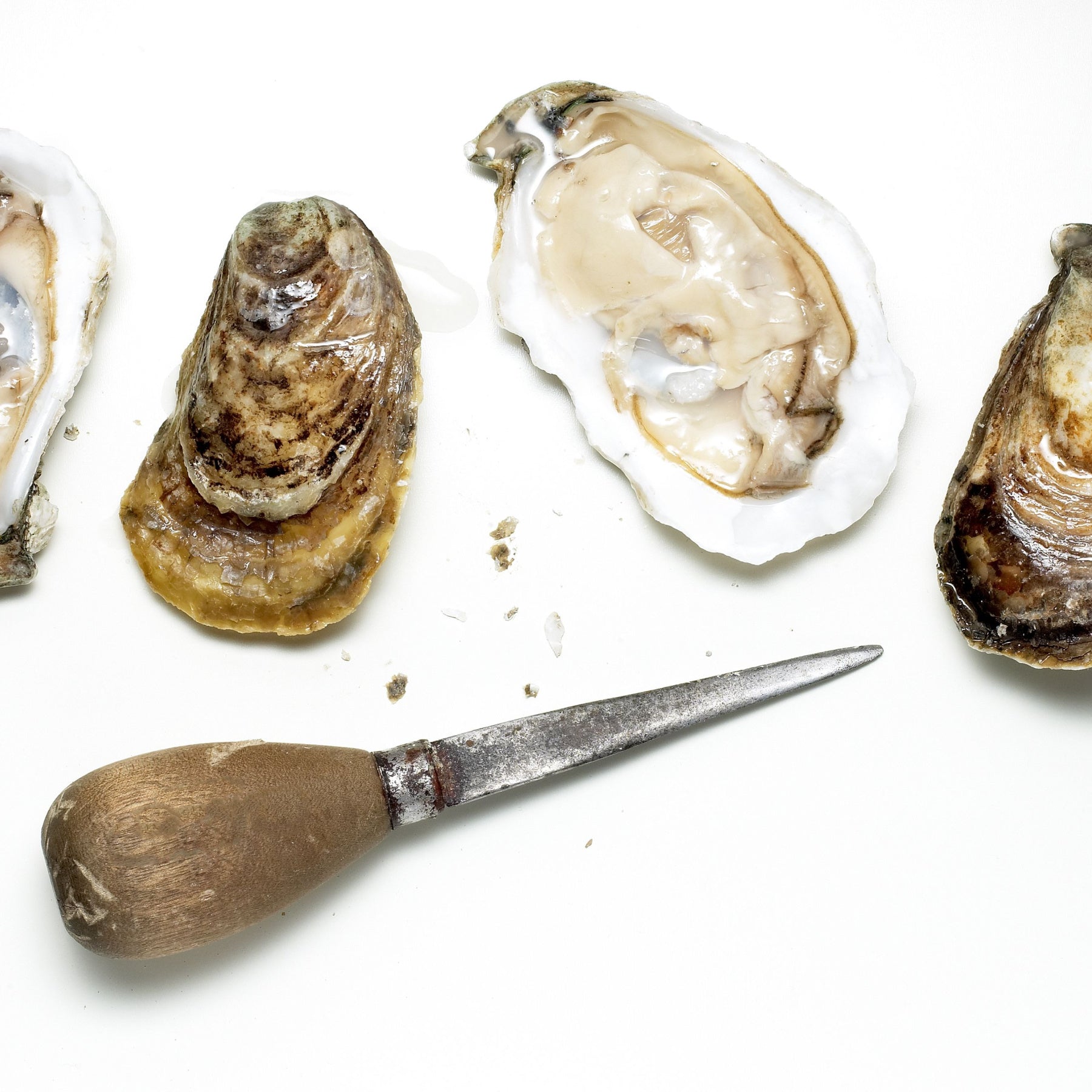 Chesapeake Bay Oysters